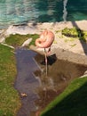 Flamingo en equilibrio