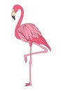 Flamingo. Eps