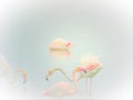 Flamingo, fairytale, dream and fantasy Royalty Free Stock Photo