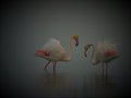 Flamingo, fairytale, dream and fantasy Royalty Free Stock Photo