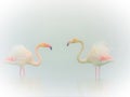 Flamingo, fairytale, dream and fantasy Royalty Free Stock Photo