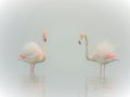 Flamingo, fairytale, dream and fantasy Royalty Free Stock Photo
