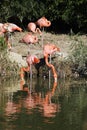 Flamingo family