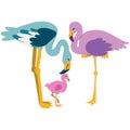 Flamingo family coloured illustration vector set Royalty Free Stock Photo