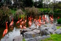 Flamingo family by the lake