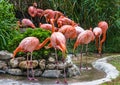Flamingo family in Lisbon zoo, Portugal Royalty Free Stock Photo