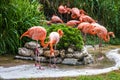 Flamingo family in Lisbon zoo, Portugal Royalty Free Stock Photo