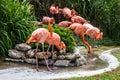 Flamingo family in Lisbon zoo, Portugal Royalty Free Stock Photo