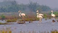 Flamingo family on a outing Royalty Free Stock Photo