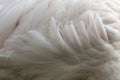 Flamingo Feathers, Abstract Background Fur.