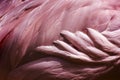 Flamingo Feathers - Bird