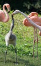 Flamingo feeding its chick