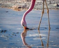 Flamingo feeding on lake Chaxa, in the Atacama salt flats, in th Royalty Free Stock Photo
