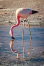 Flamingo feeding on lake Chaxa, in the Atacama salt flats, in th Royalty Free Stock Photo