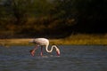 Flamingo feeding in a saline water body
