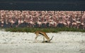 Flamingo filled Lake Nakuru with antilope grazing