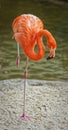 Flamingo portrait showing isolated bird standing one one leg