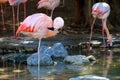 Flamingo (Flamingoes) is a type of wading bird in the family Phoenicopteridae