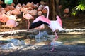 Flamingo (Flamingoes) is a type of wading bird in the family Phoenicopteridae Royalty Free Stock Photo