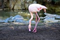 Flamingo (Flamingoes) is a type of wading bird in the family Phoenicopteridae