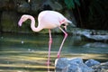 Flamingo (Flamingoes) is a type of wading bird in the family Phoenicopteridae Royalty Free Stock Photo