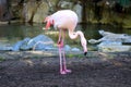 Flamingo (Flamingoes) is a type of wading bird in the family Phoenicopteridae Royalty Free Stock Photo