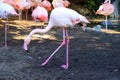 Flamingo (Flamingoes) is a type of wading bird in the family Phoenicopteridae