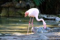 Flamingo (Flamingoes) is a type of wading bird in the family Phoenicopteridae Royalty Free Stock Photo