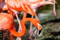 Flamingo. Royalty Free Stock Photo