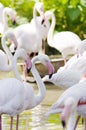Flamingo Royalty Free Stock Photo