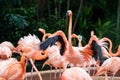 Flamingo flapping its wings vigorously