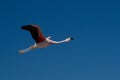 Flamingo Flight Royalty Free Stock Photo