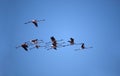 Flamingo flight Royalty Free Stock Photo