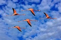 Flamingo flight on the blue sky with white clouds, RÃ Â­a Celestun reserve, Yucatan on Mexico. Royalty Free Stock Photo