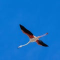 Flamingo flight Royalty Free Stock Photo