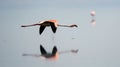 Flamingo in flight. Flying flamingo over the water of Natron Lake.