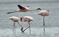 Flamingo in flight. Flying flamingo over the water of Natron Lake. Lesser flamingo. Scientific name: Phoenicoparrus minor. Tanzan Royalty Free Stock Photo