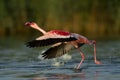 Flamingo flight Royalty Free Stock Photo