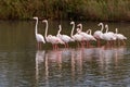 Flamingo flock