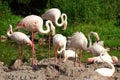 Flamingo flock