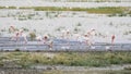 A flamingo flock feeding at ngorongoro crater