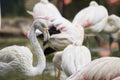 Flamingo in a Flock of Flamingoes