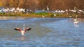Flamingo flock in a national park in Catalonia of Spain Aiguamolls de l Emporda Royalty Free Stock Photo