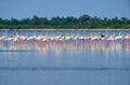 Flamingo flock in Pulicat Lake