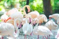 Flamingo flocks, natural backgrounds Royalty Free Stock Photo