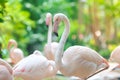 Flamingo flocks, natural backgrounds Royalty Free Stock Photo