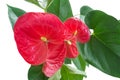 Flamingo flower above closeup