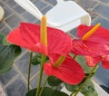 Flamingo flower - Andraeanum flower is a beautiful plant to give away or to decorated the home