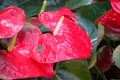 Flamingo Flower