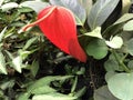 Flamingo flower Anthurium scherzerianum hybrid, Tailflower, Laceleaf or Kleine Flamingoblume Royalty Free Stock Photo